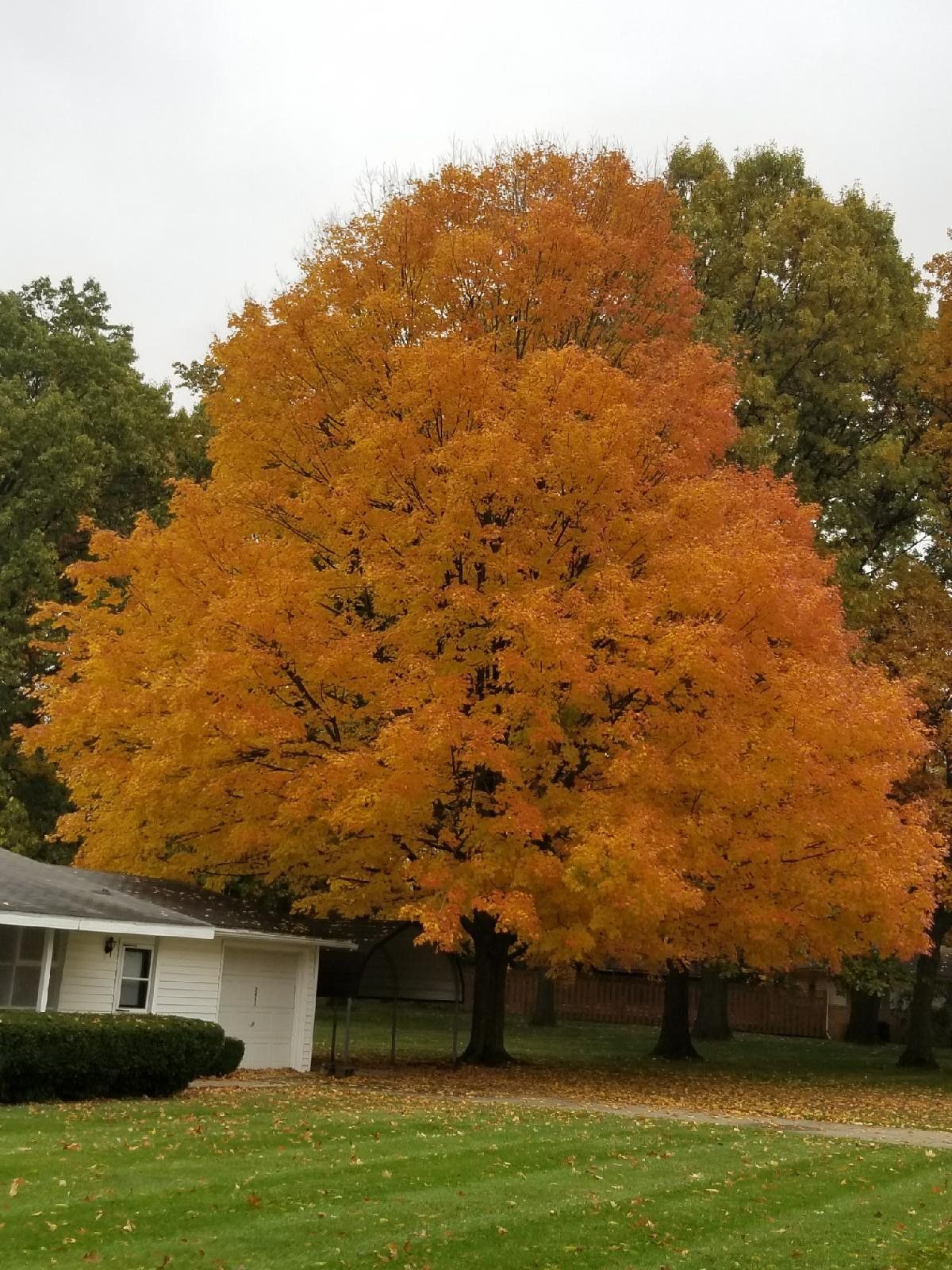 Maple Tree — Niles, MI — American Tree Care
