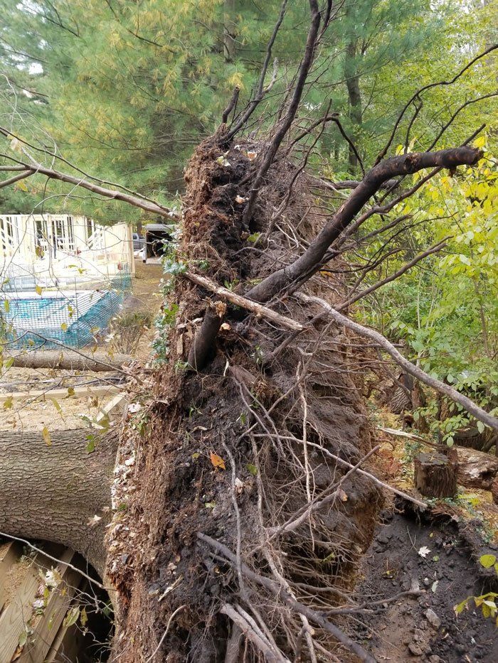 Uprooted Tree — Niles, MI — American Tree Care