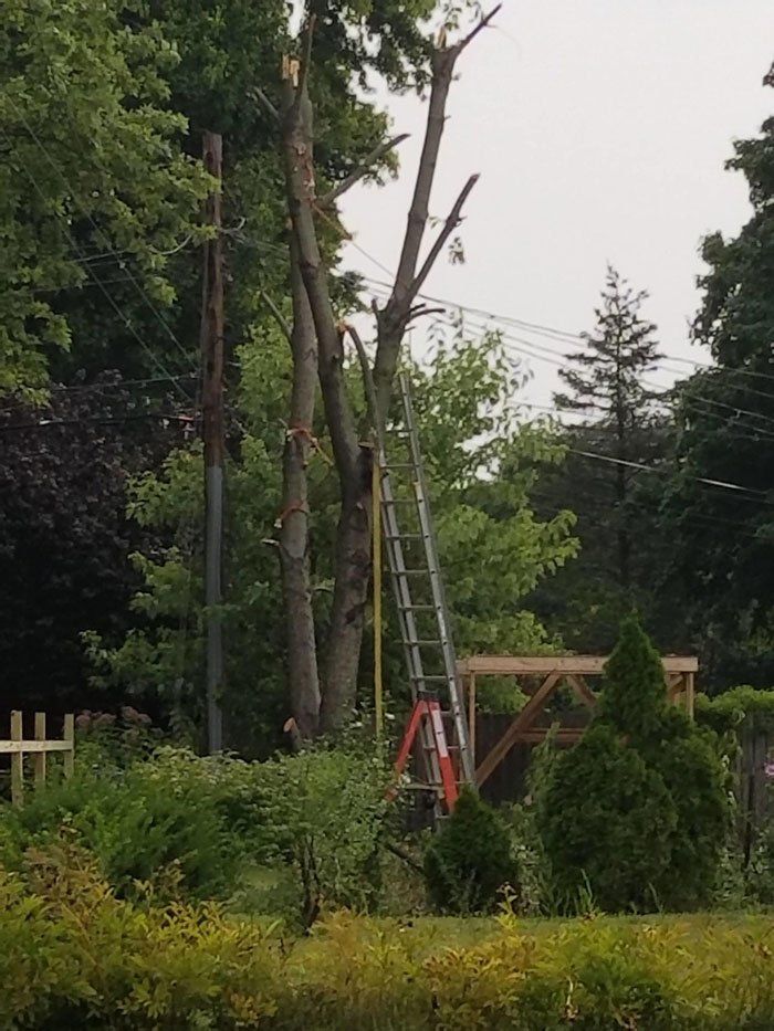 Improper Pruning Techniques — Niles, MI — American Tree Care