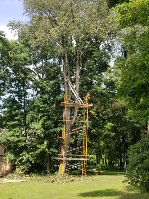 Cutting Down — Niles, MI — American Tree Care
