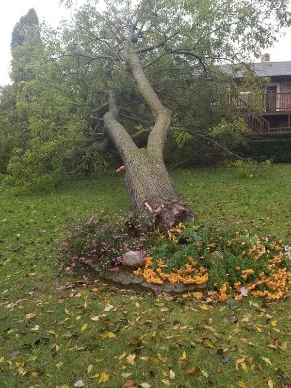 Devastated Tree — Niles, MI — American Tree Care