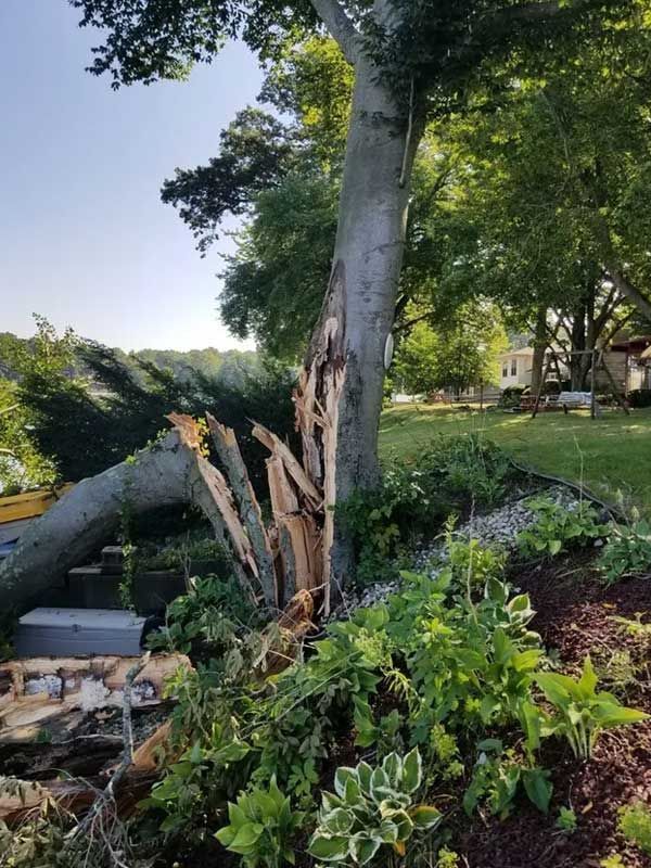 Storm Damage Crotch Dangers — Niles, MI — American Tree Care