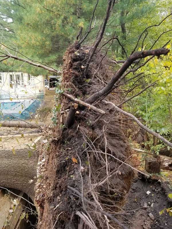 Uprooted Tree — Niles, MI — American Tree Care