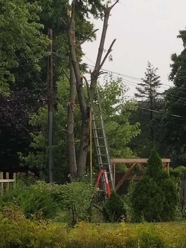Improper Pruning Techniques — Niles, MI — American Tree Care