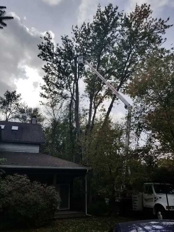 Professional Pruning — Niles, MI — American Tree Care