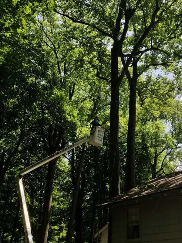 Bucket In Action — Niles, MI — American Tree Care