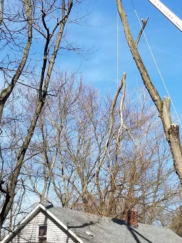 Roping A Tree Safely Down — Niles, MI — American Tree Care