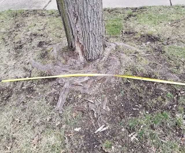 Standard Stump Grinding Diameter — Niles, MI — American Tree Care