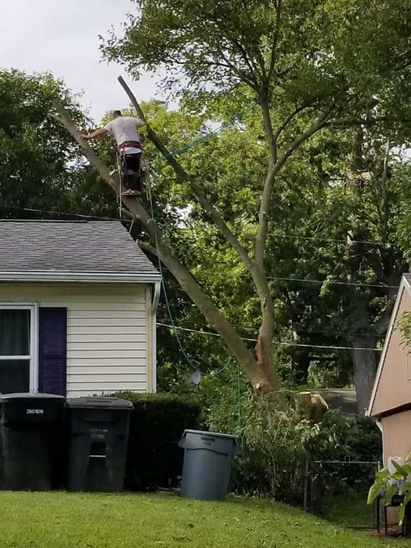 Roping Down A Tree — Niles, MI — American Tree Care