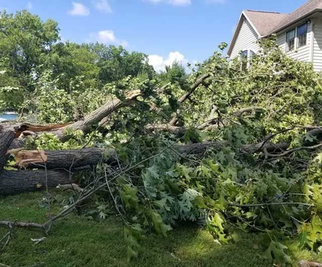 Storm Bring Down Trees — Niles, MI — American Tree Care