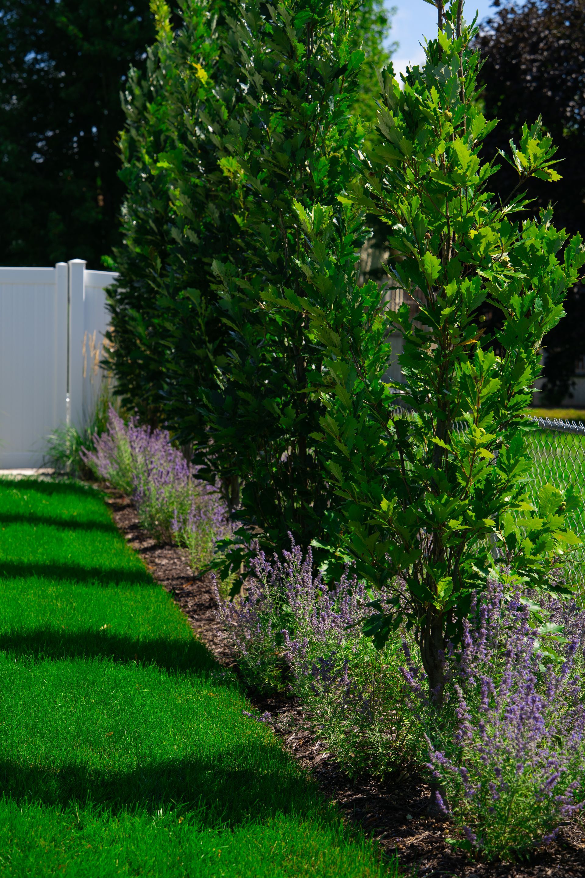 Lush green lawn, trees, and purple flowers border a white fence in a sunny outdoor setting.