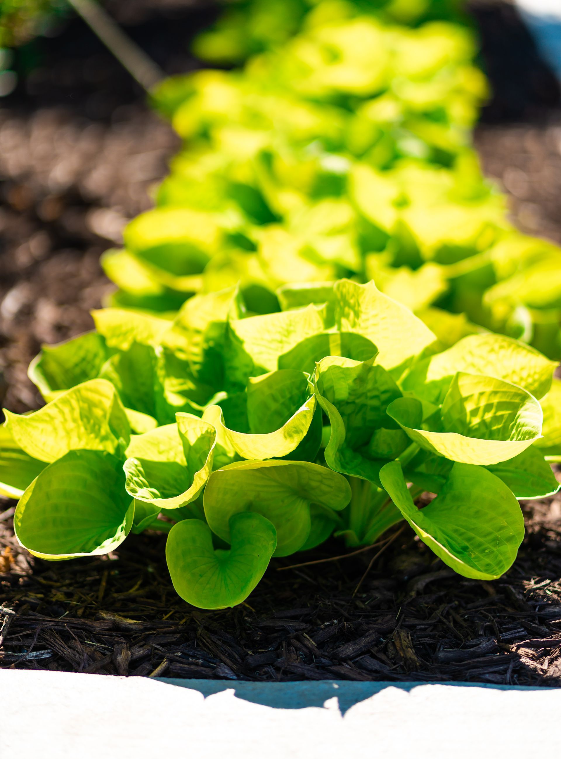 A row of lettuce plants growing in a garden.
