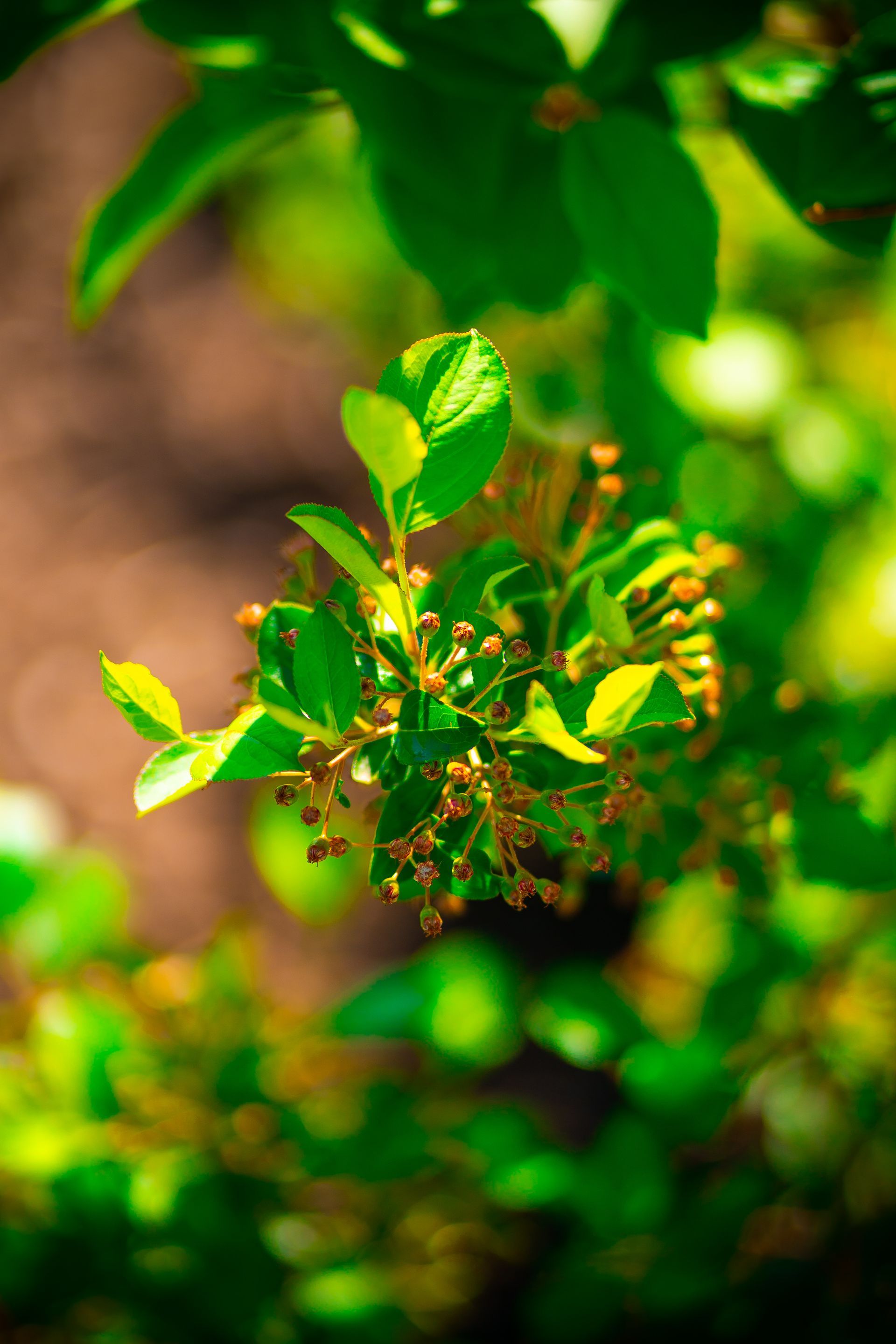 A close up of a plant with green leaves and yellow flowers.
