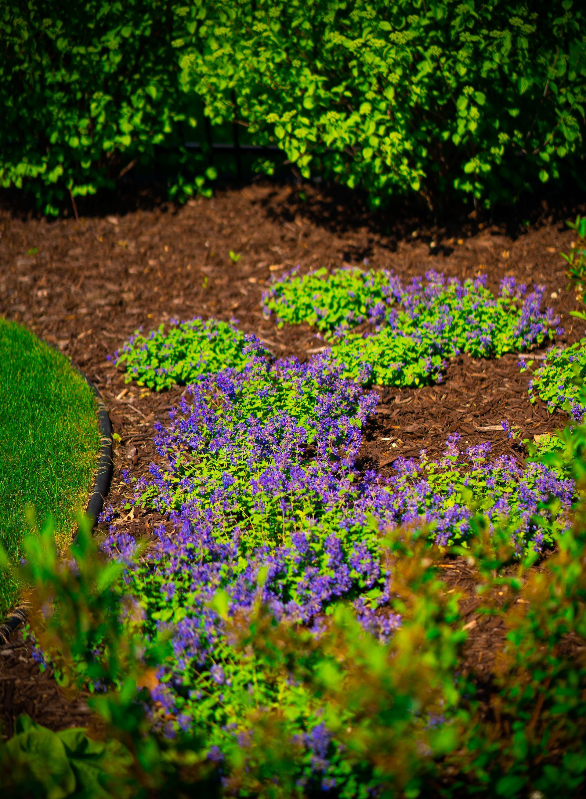 Purple and green flowers are growing in the dirt in a garden.