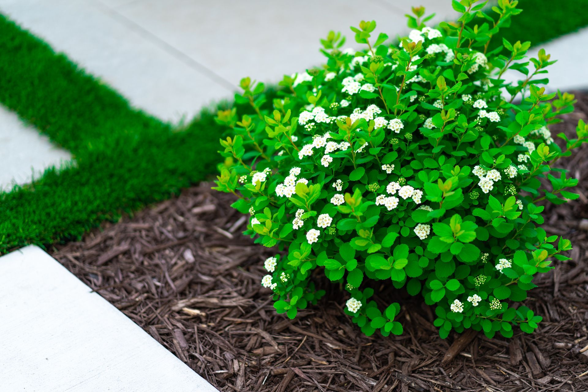 A small bush with white flowers is growing in a garden.