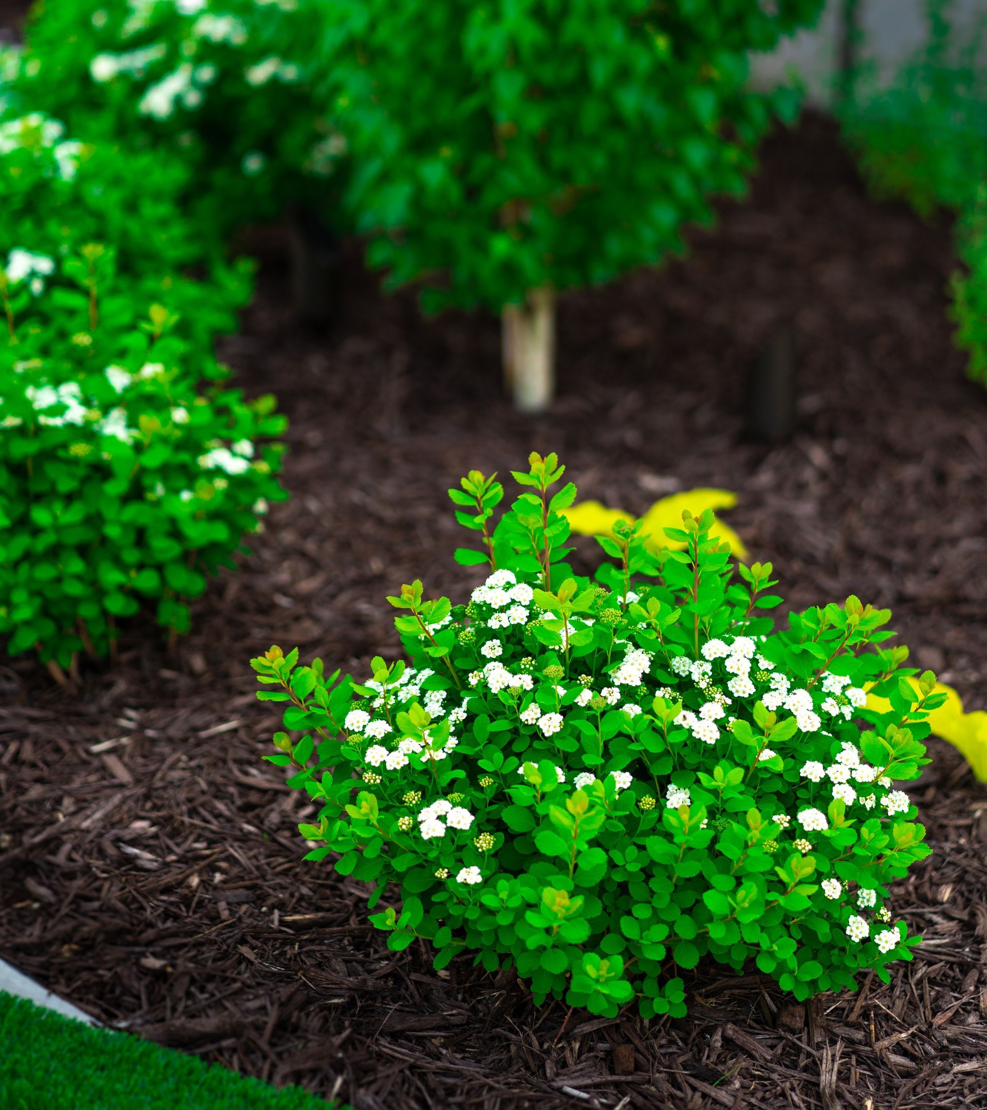 A garden with lots of green plants and white flowers.