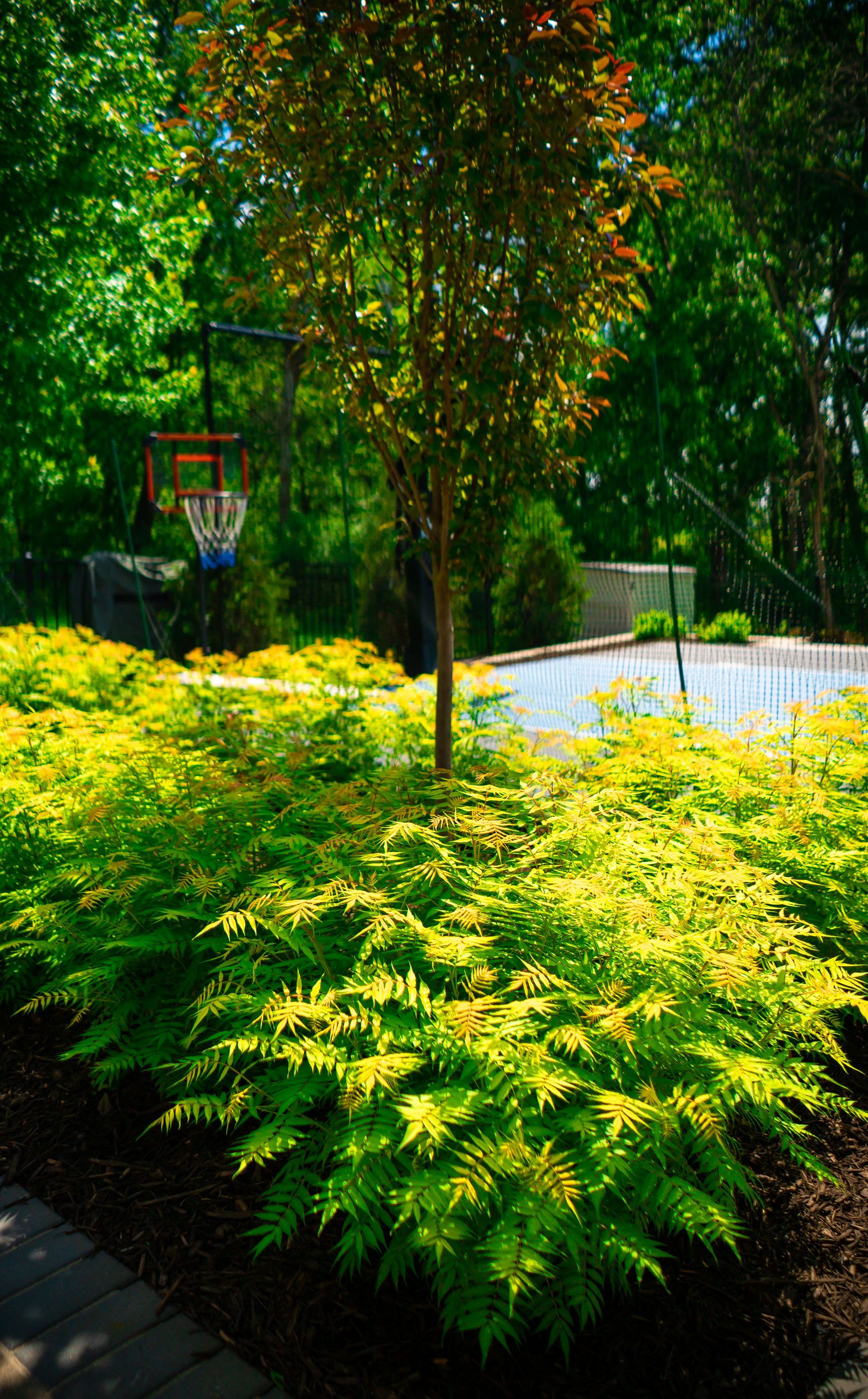 A basketball hoop is hanging from a tree in the middle of a garden.