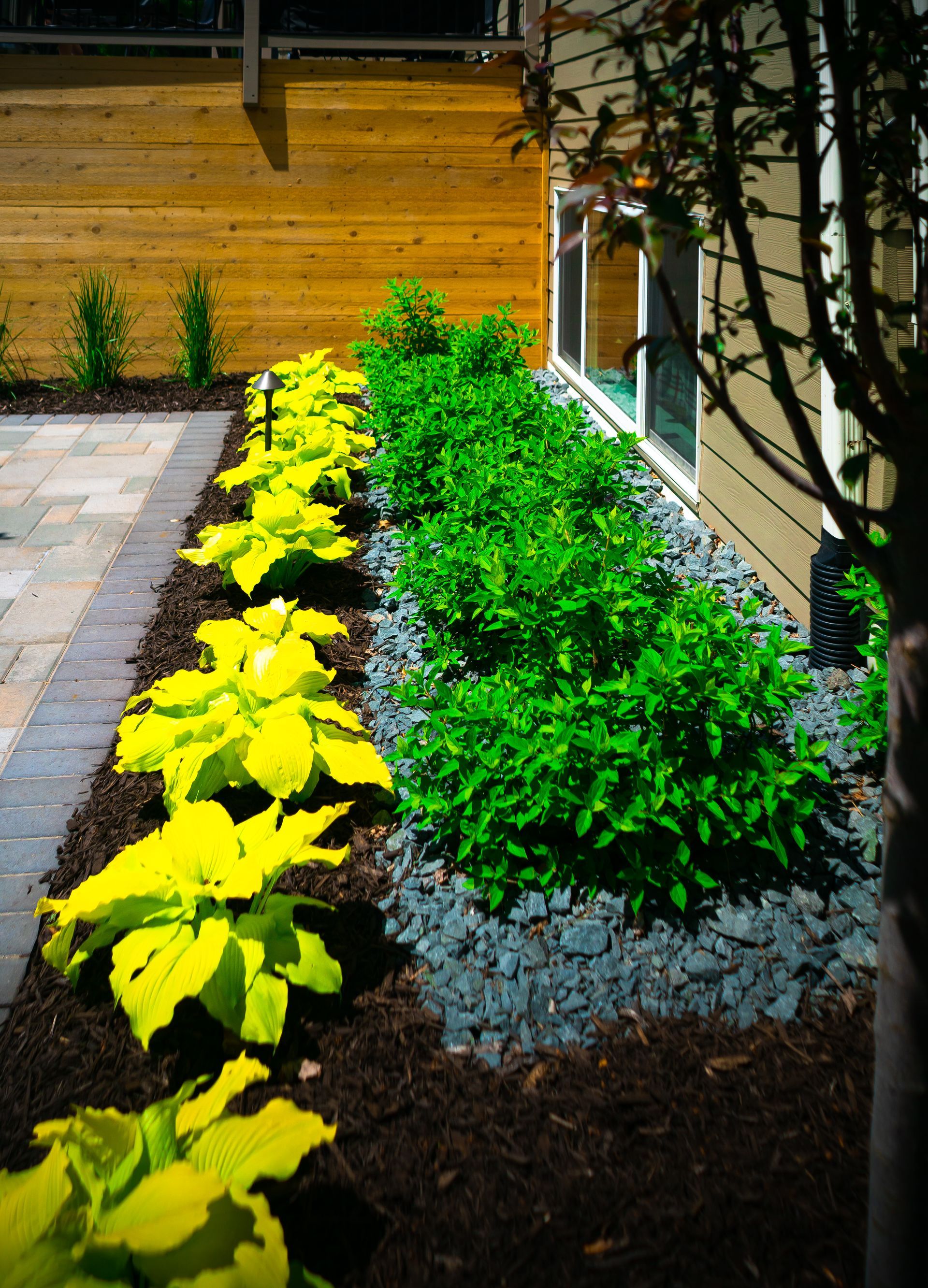 A row of yellow and green plants in front of a house