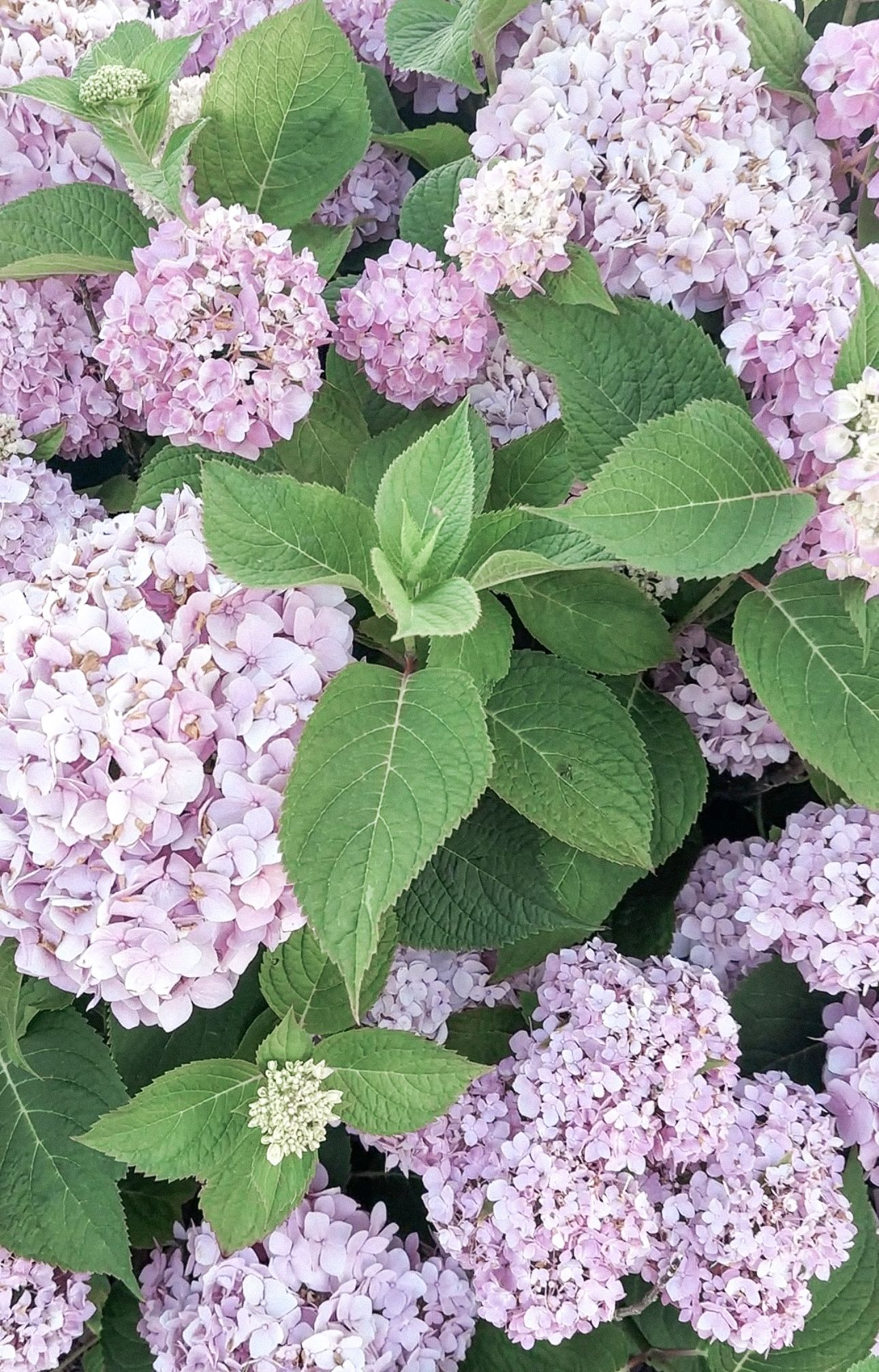A bunch of pink flowers with green leaves on a bush.