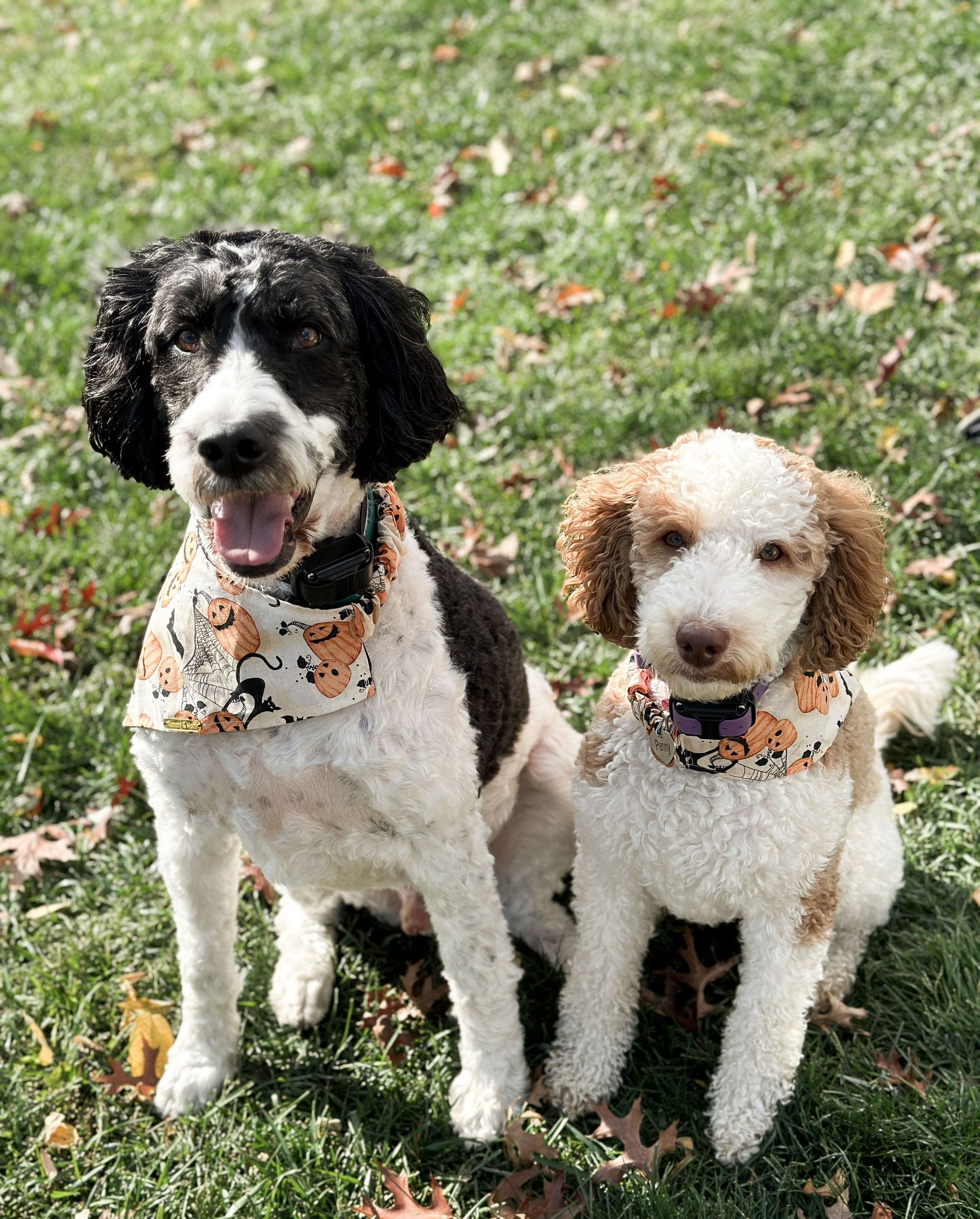 Pet-Friendly Halloween Tips for Homeowners Pet-Friendly Halloween Tips for Homeowners