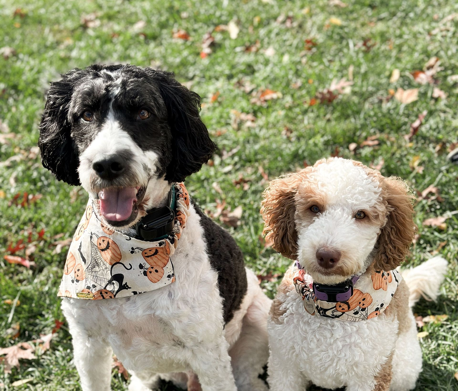Pet-Friendly Halloween Tips for Homeowners