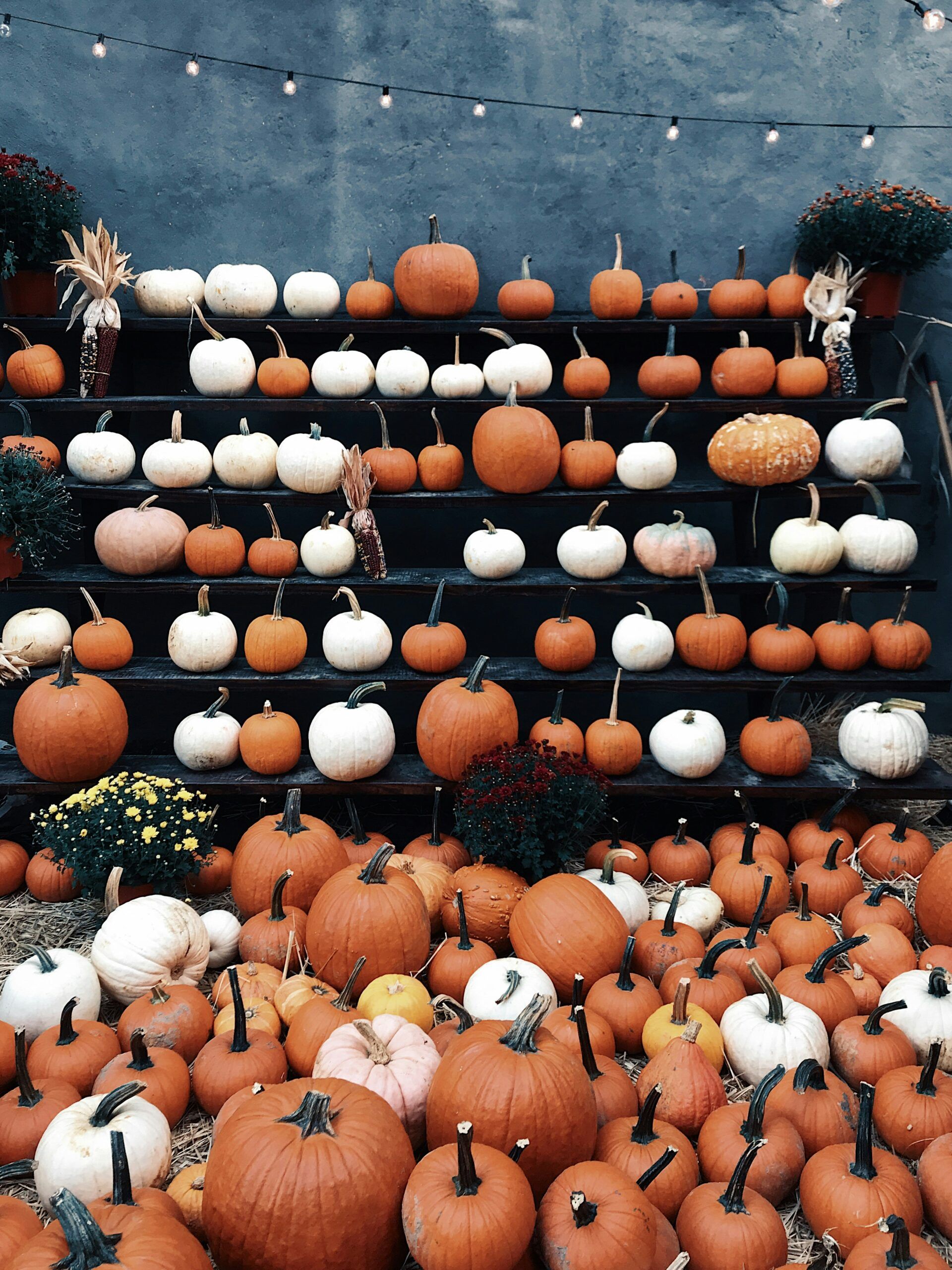 A bunch of pumpkins are lined up on a shelf