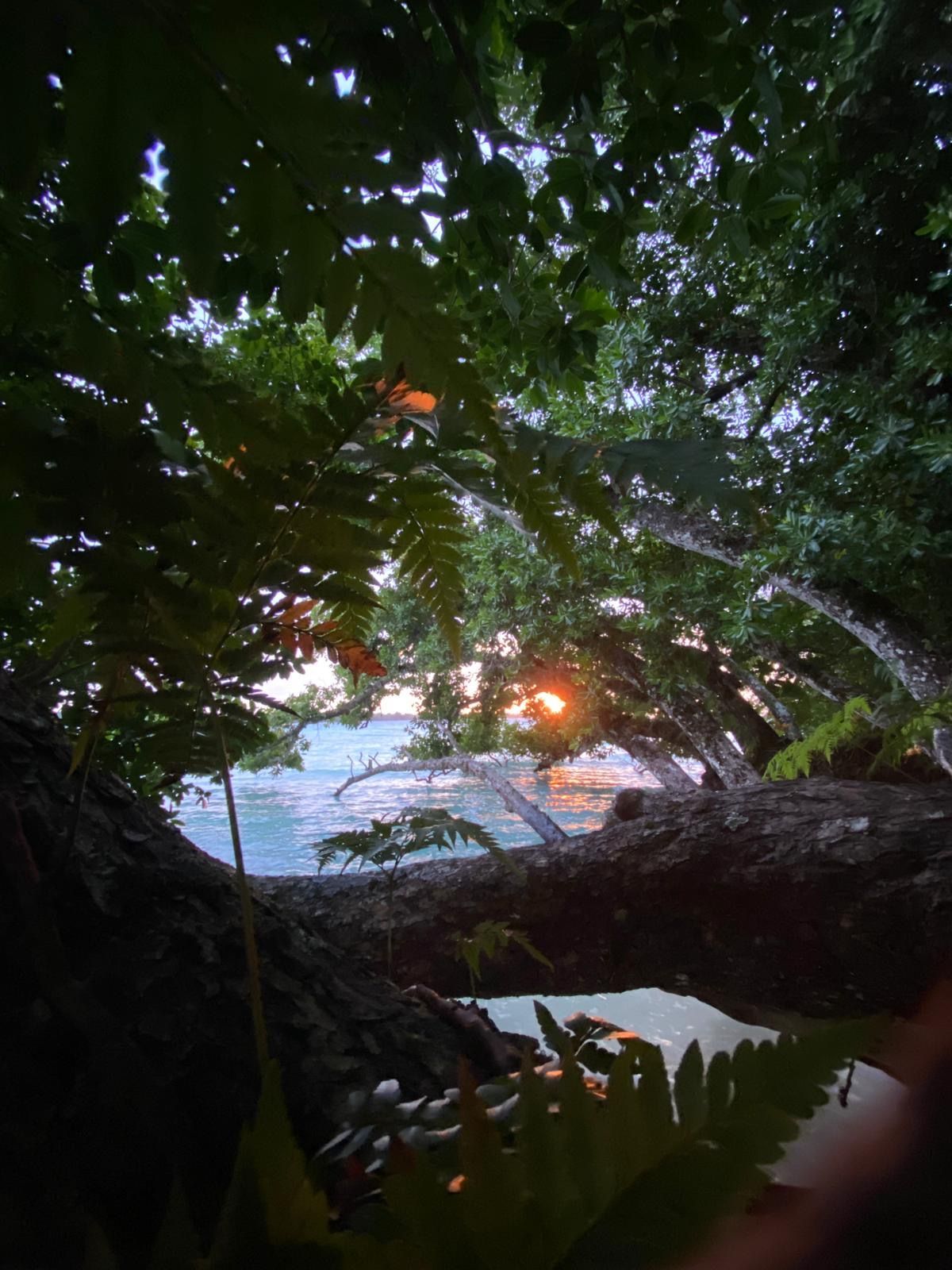A tree branch is hanging over a body of water