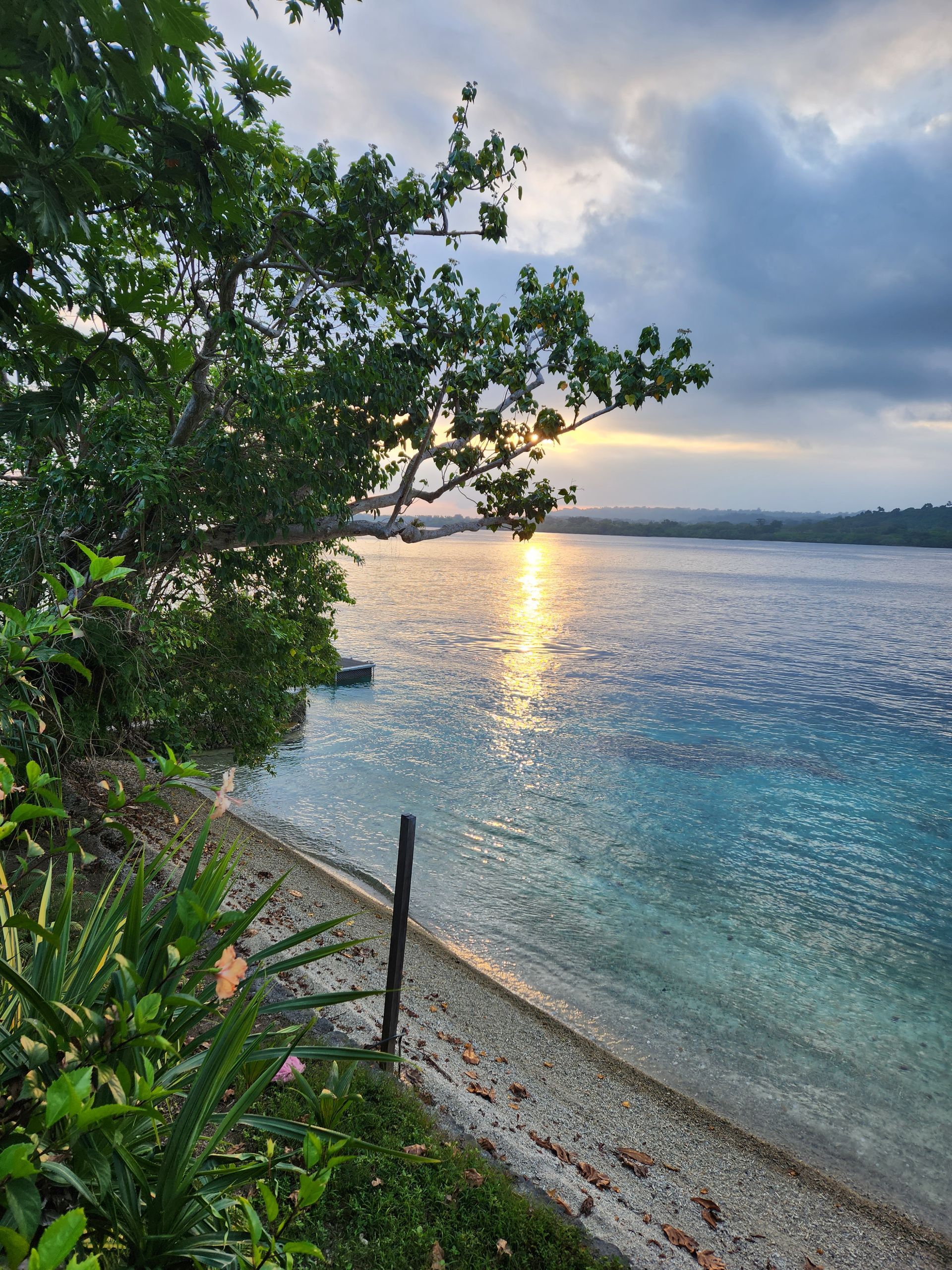 A sunset over a body of water with a tree in the foreground