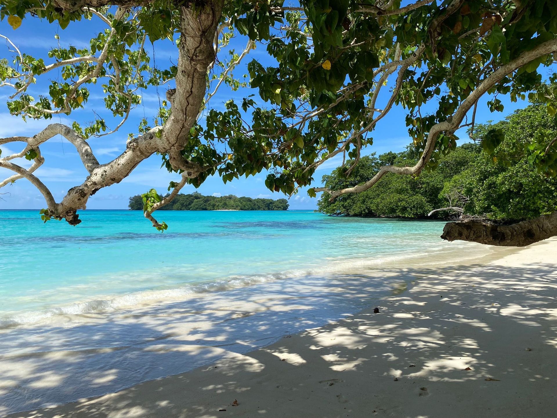 A tree branch hangs over a beach with a turquoise ocean in the background.