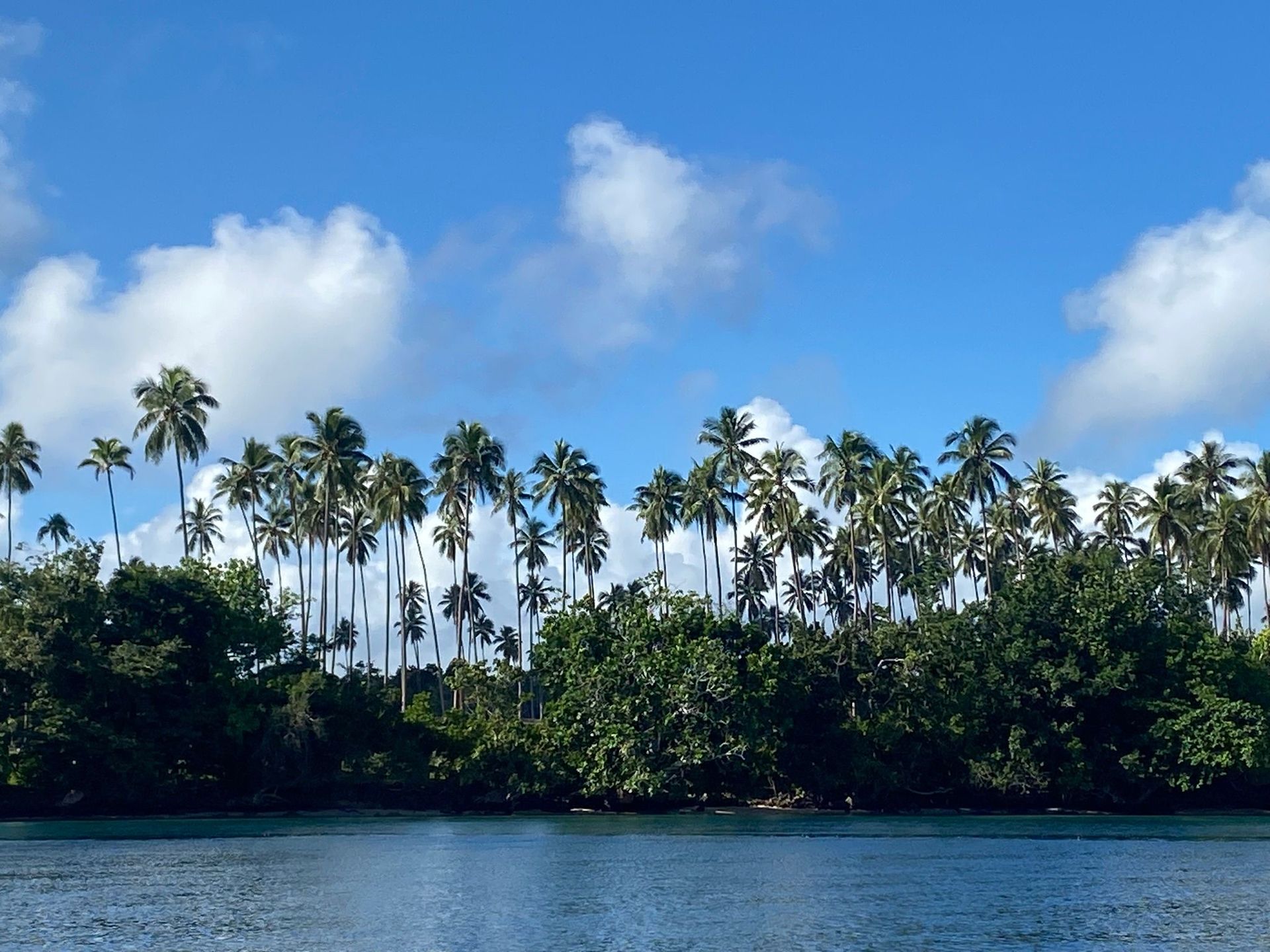 A row of palm trees along a body of water