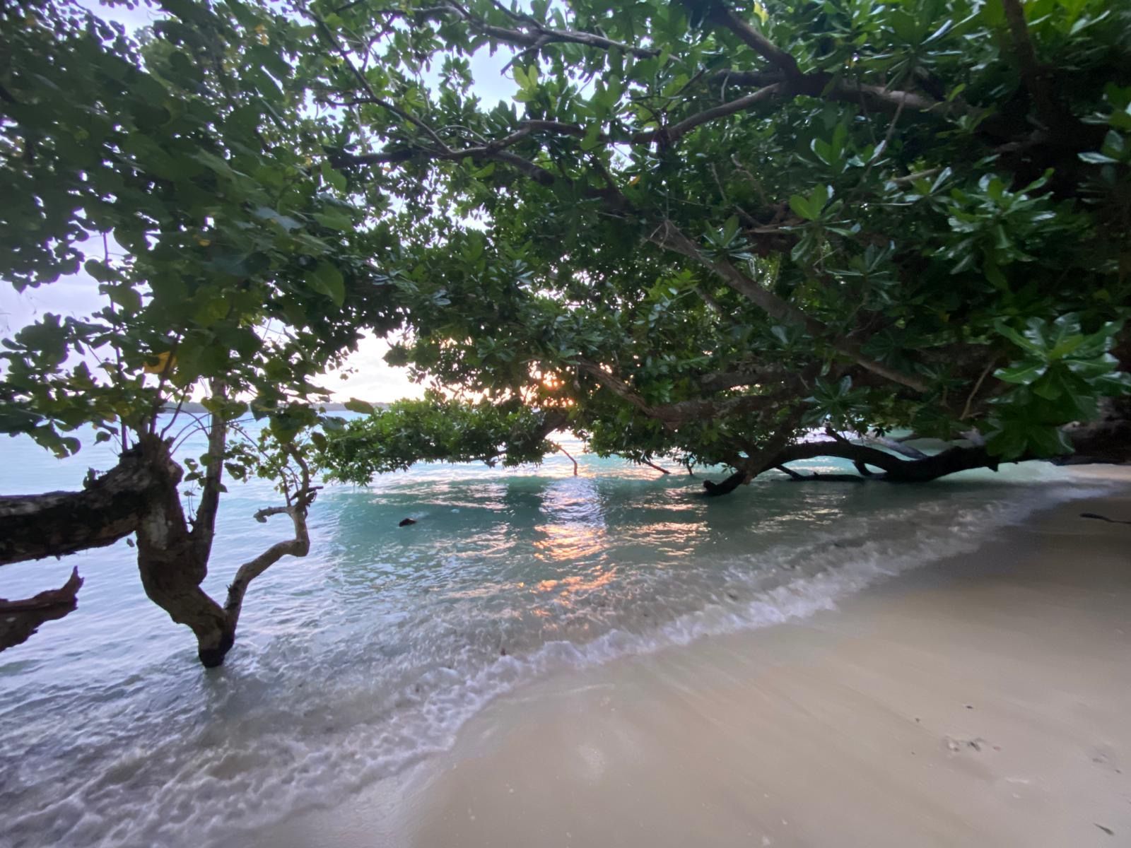 A tree is hanging over a sandy beach next to the ocean.