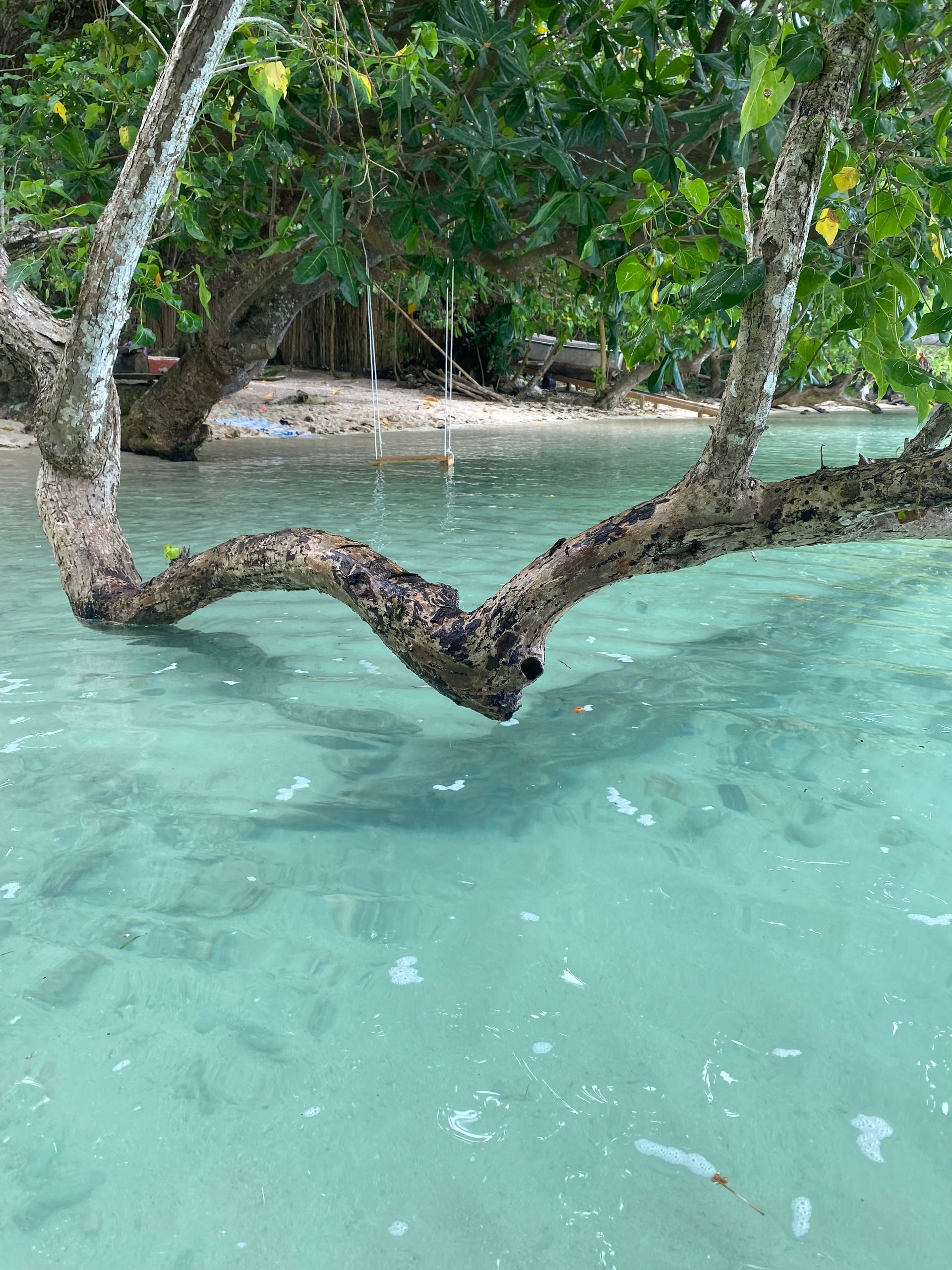 A tree branch is hanging over a blue body of water.