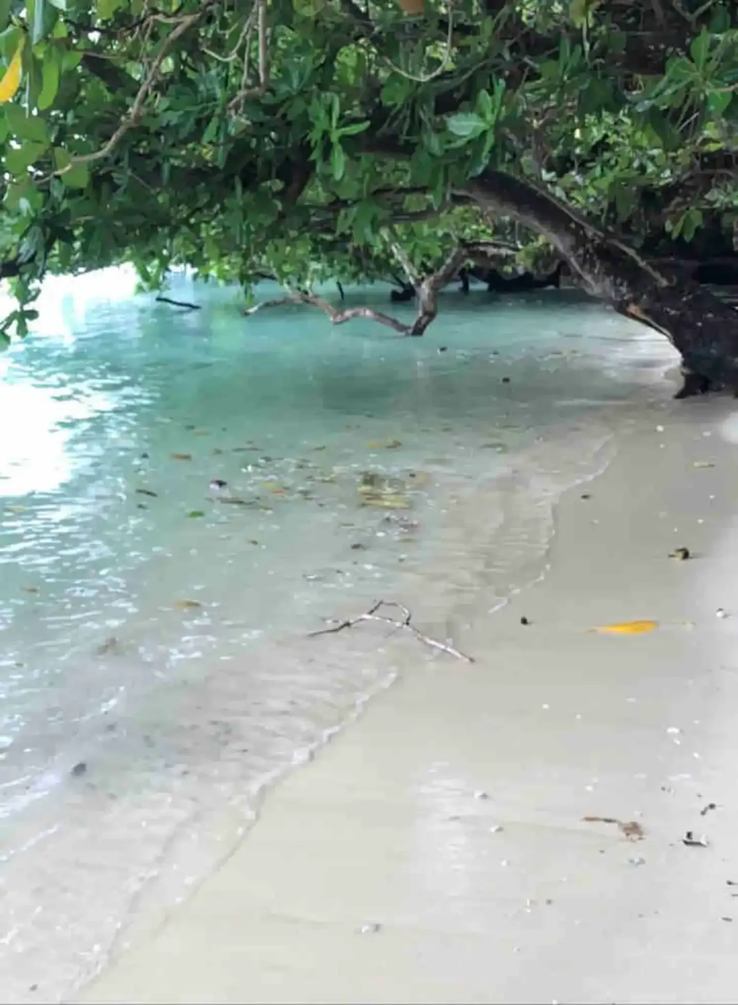 A tree is hanging over a sandy beach next to a body of water. At Beachfront on Aore Airbnb.