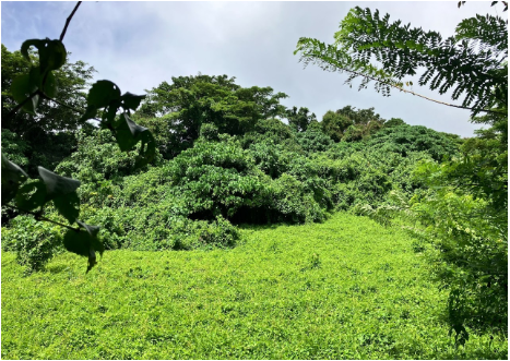 Grasslands at Phoenix Plantation Aore Island Vanuatu