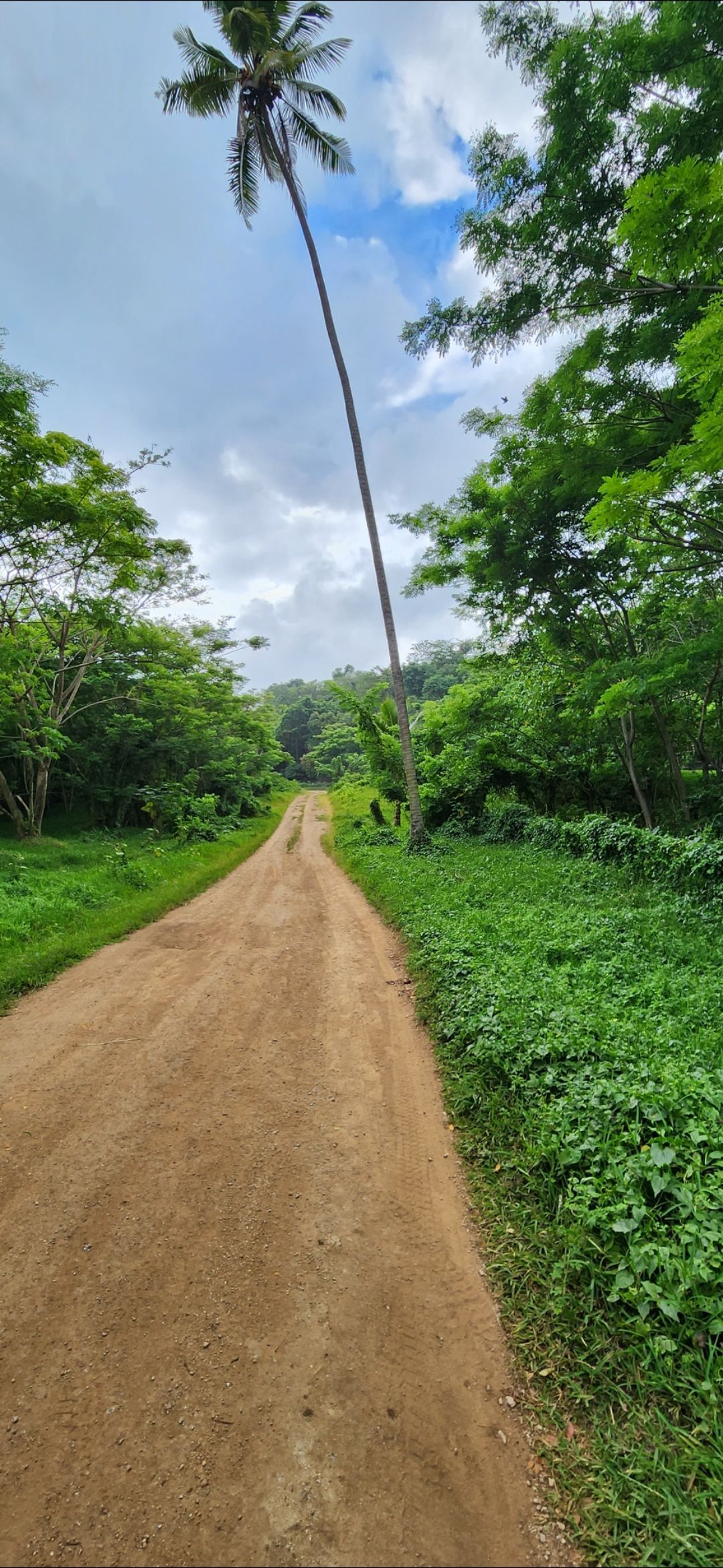 Road on Aore Island Vanuatu, coral rock road.