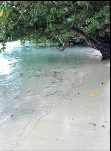 Sandy beach at beachfront on Aore with aqua water and big tree in Vanuatu