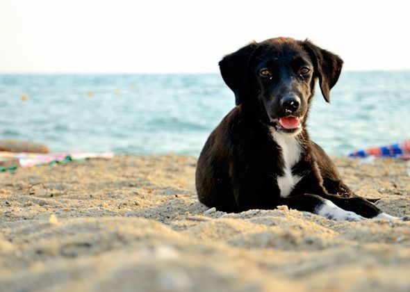 A black and white dog is laying on the beach looking at the camera.