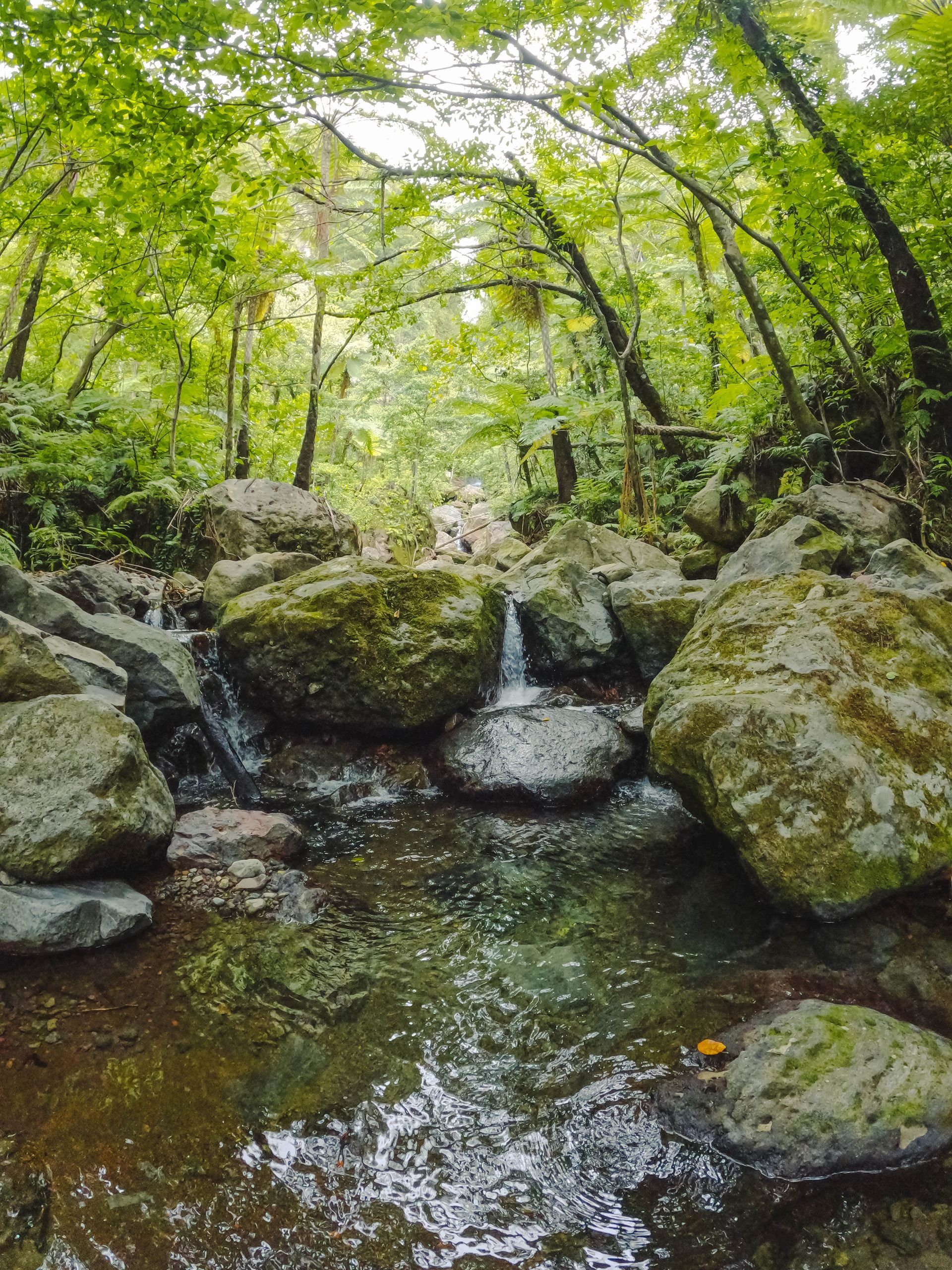 A small waterfall in the middle of a forest surrounded by rocks and trees.