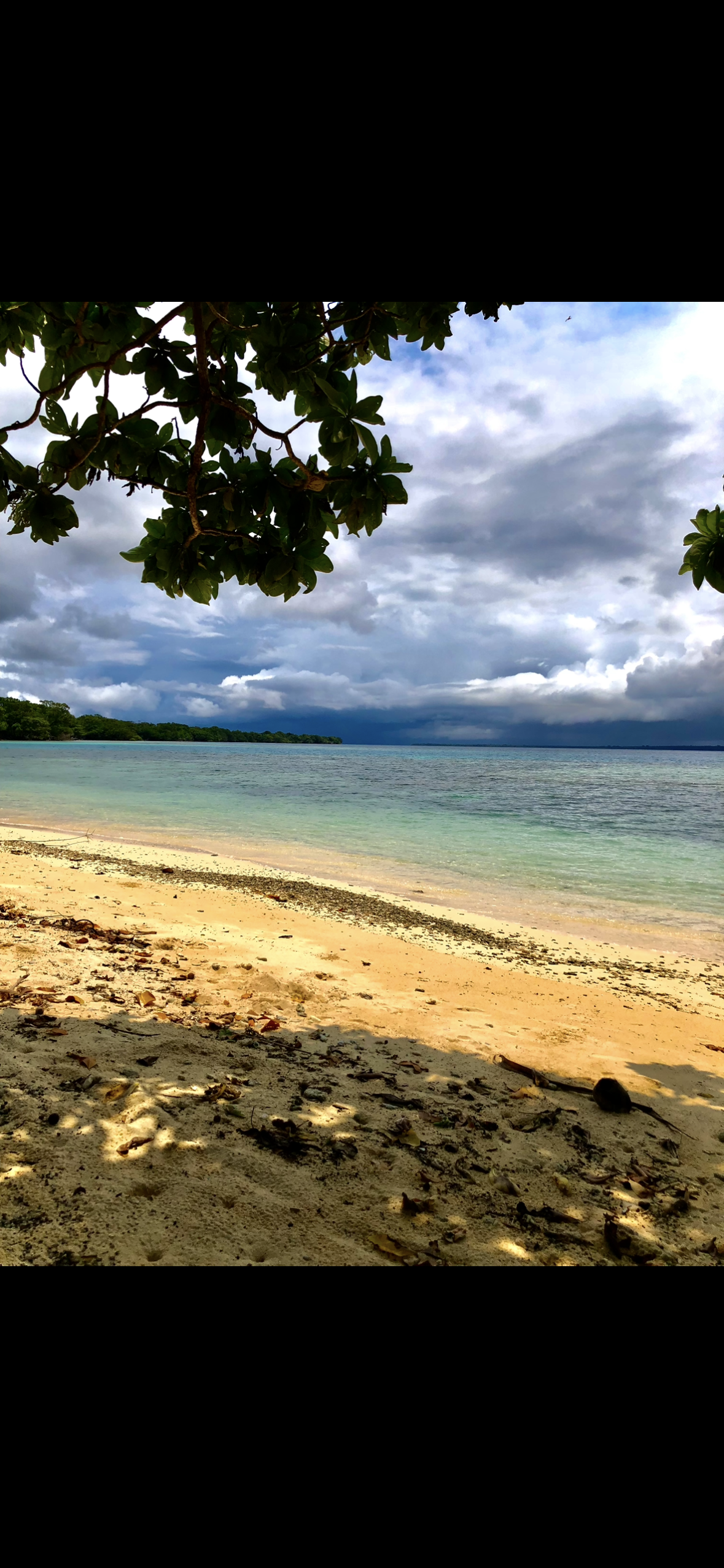 A beach with a tree in the foreground and a cloudy sky in the background.
