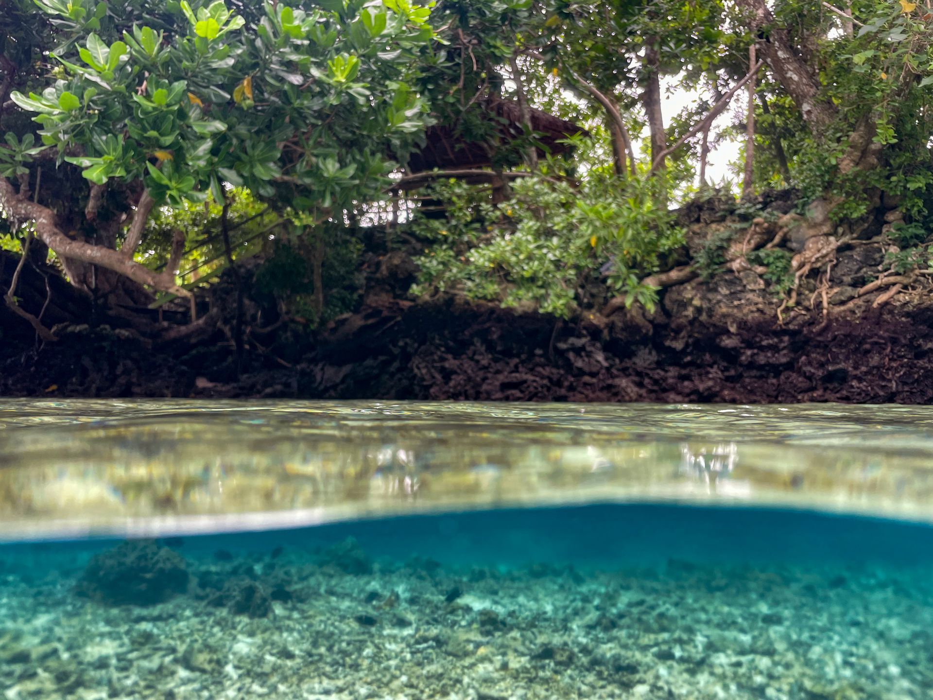 A half underwater view of a river with trees in the background.