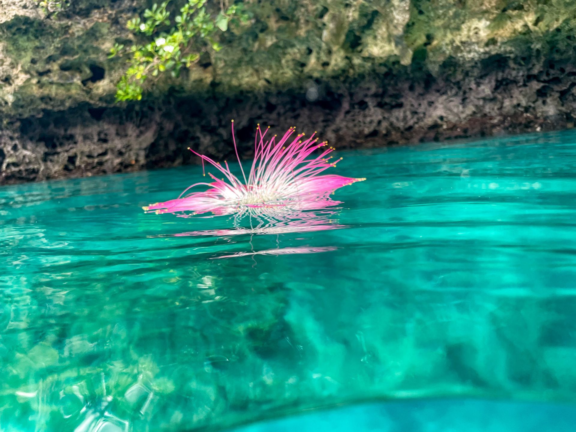 A pink flower is floating on top of a blue body of water.