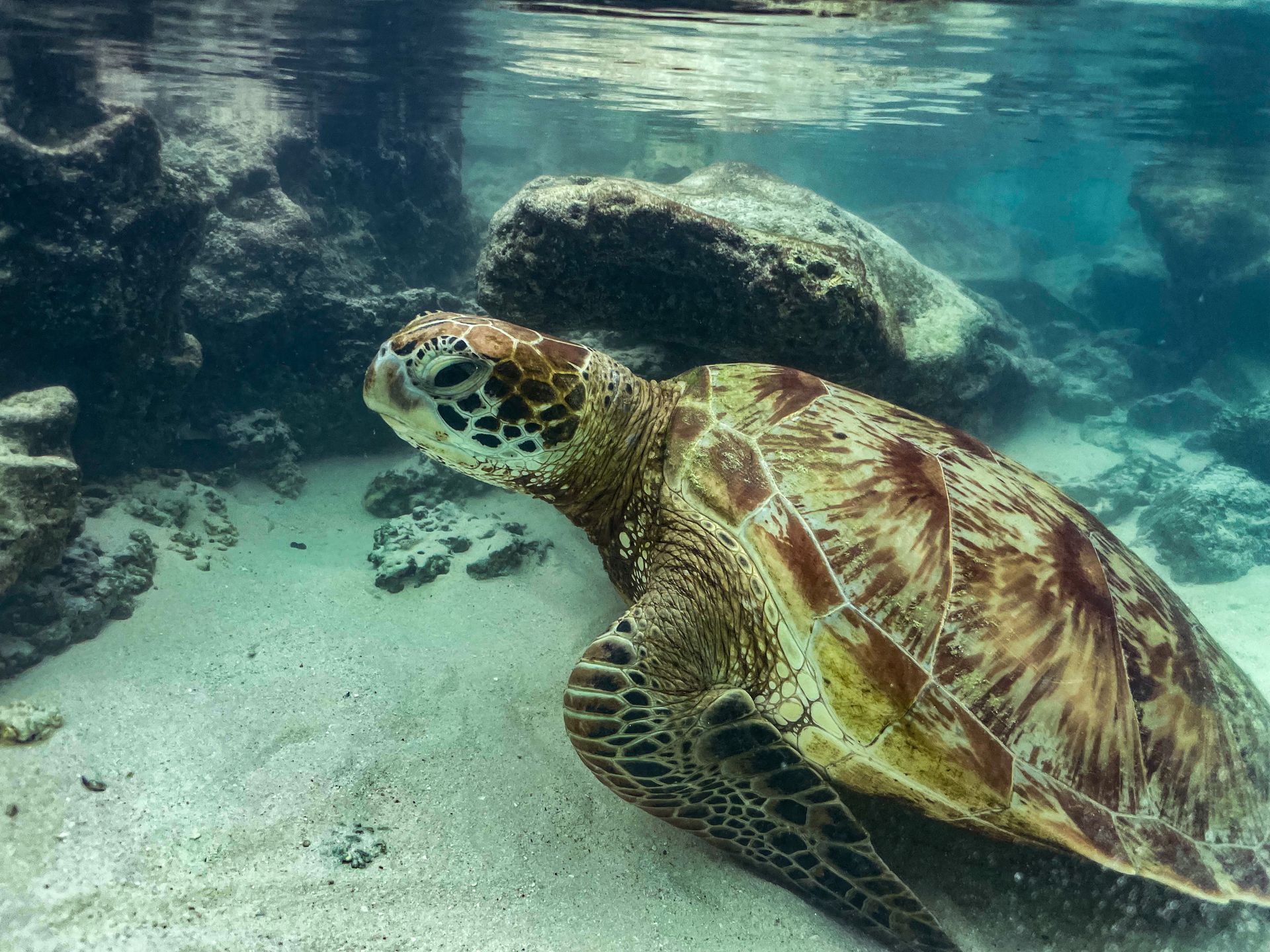 A sea turtle is swimming in the ocean near rocks.