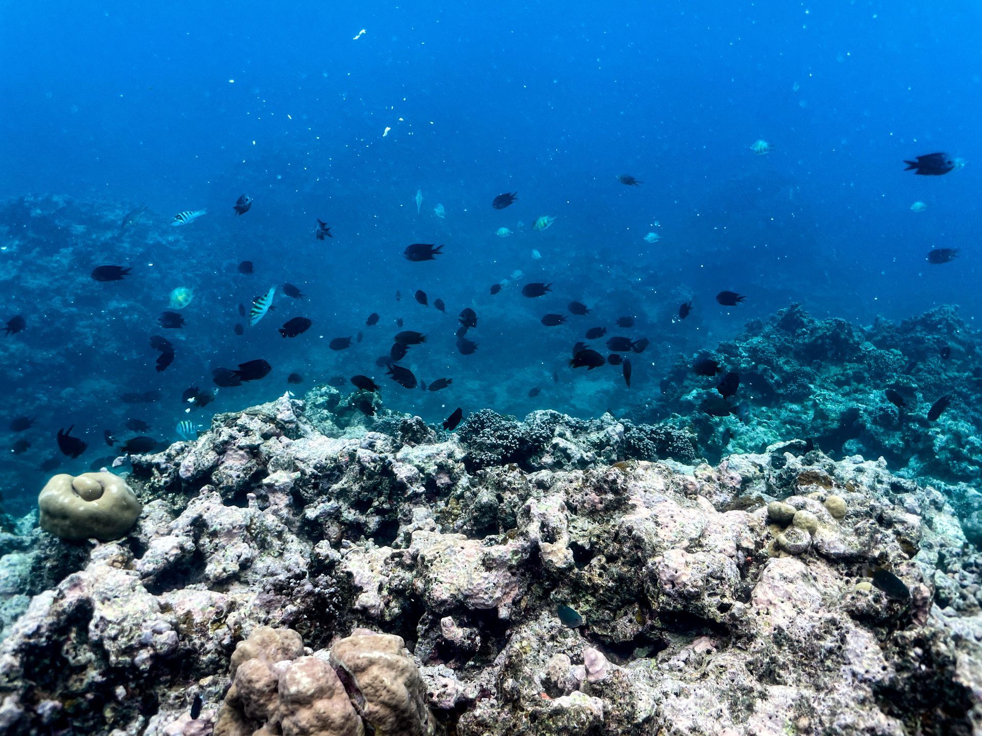 A group of fish are swimming around a coral reef in the ocean.