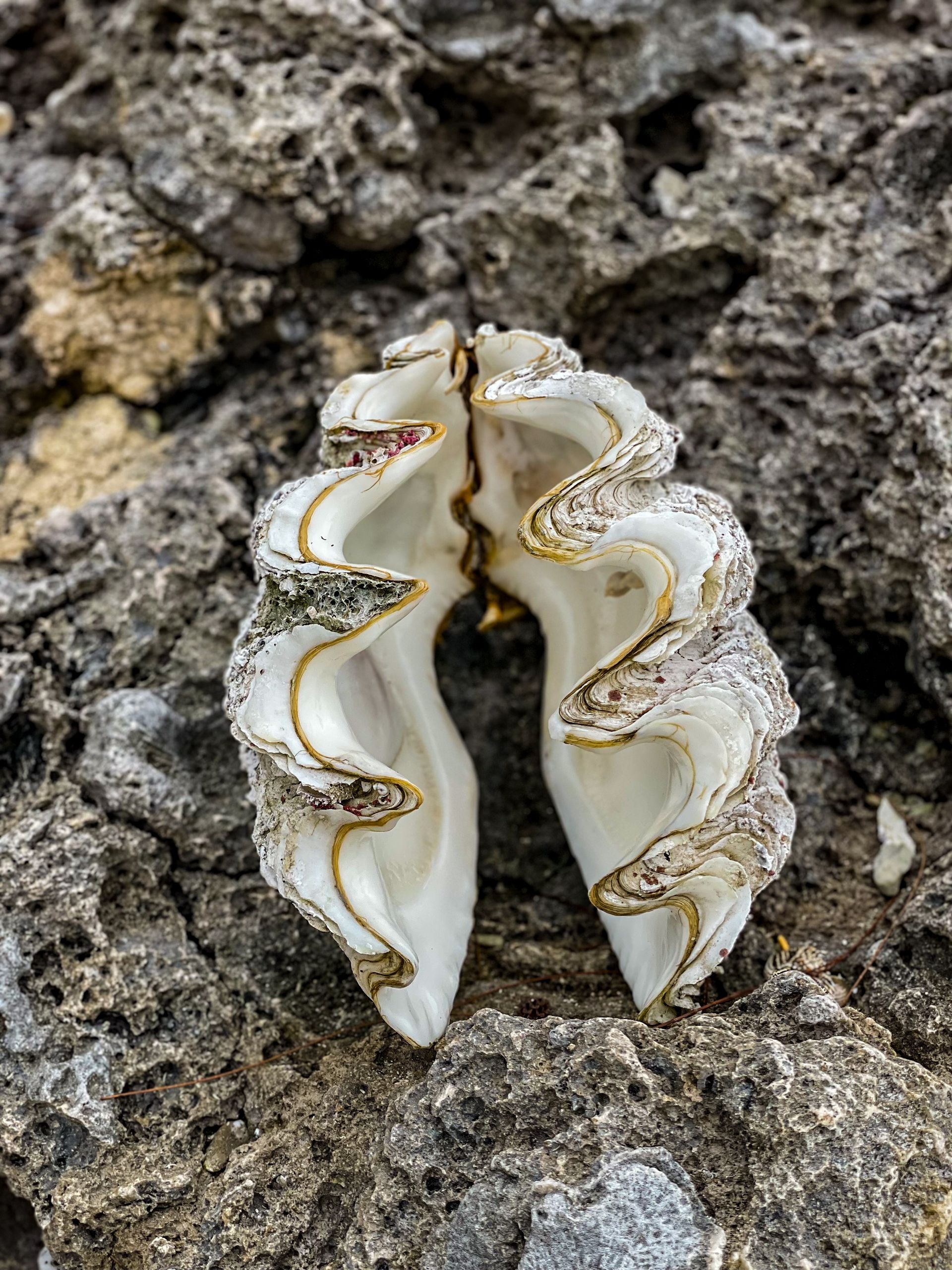 A close up of a sea shell sitting on top of a rock.