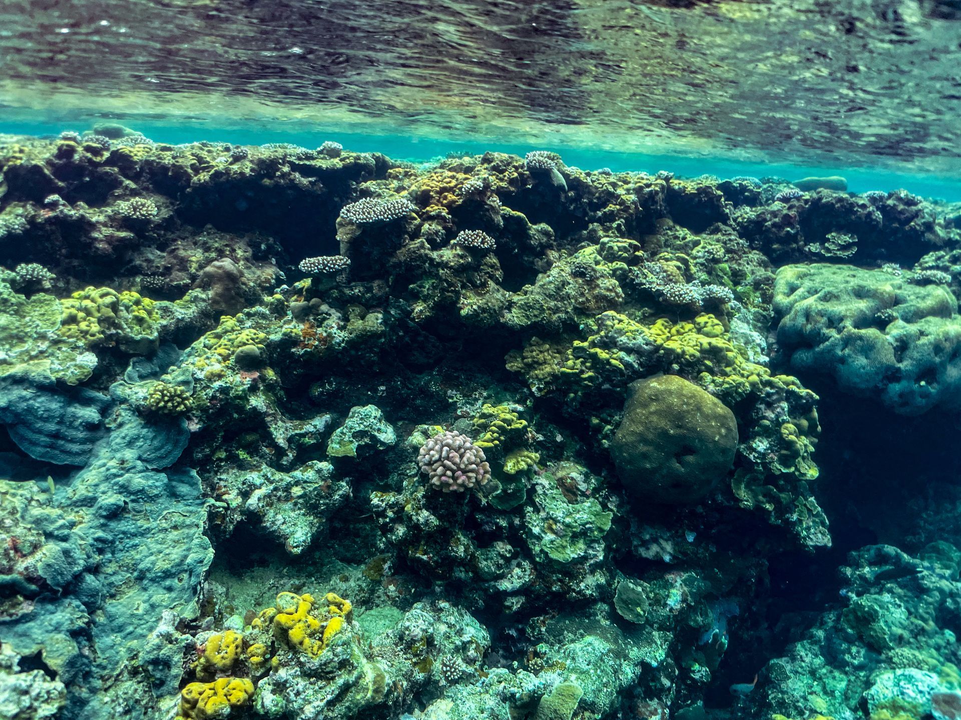 A half underwater view of a lake with trees in the background.