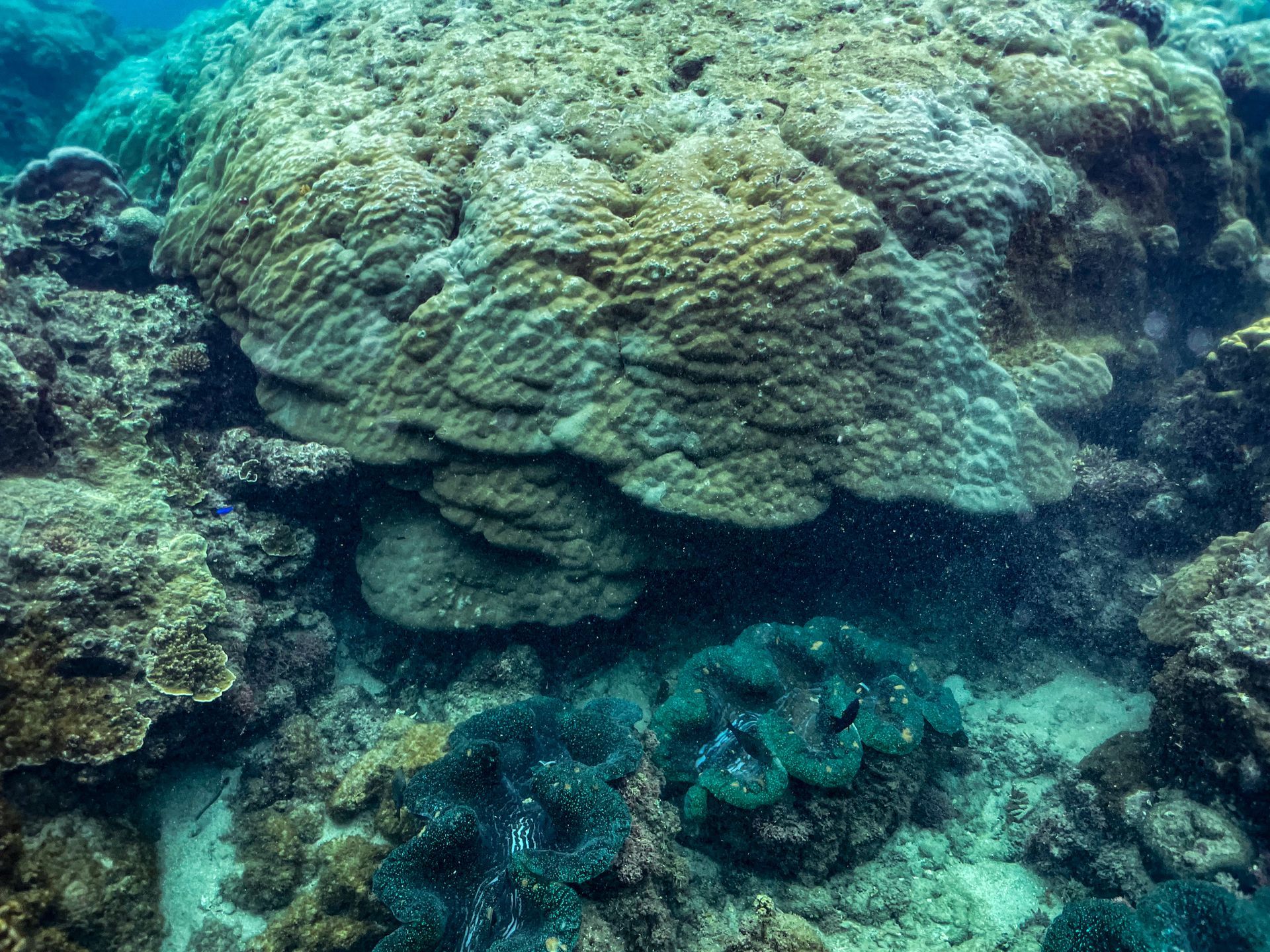 A coral reef with a large coral in the middle of it.