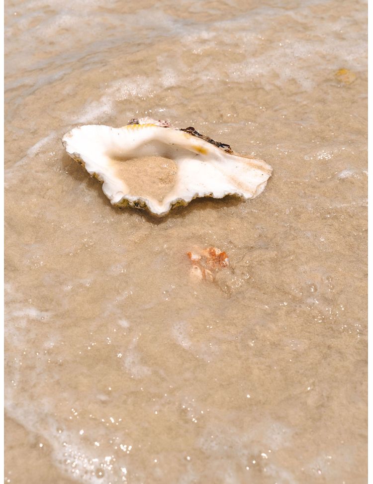 A sea shell is laying in the sand on the beach