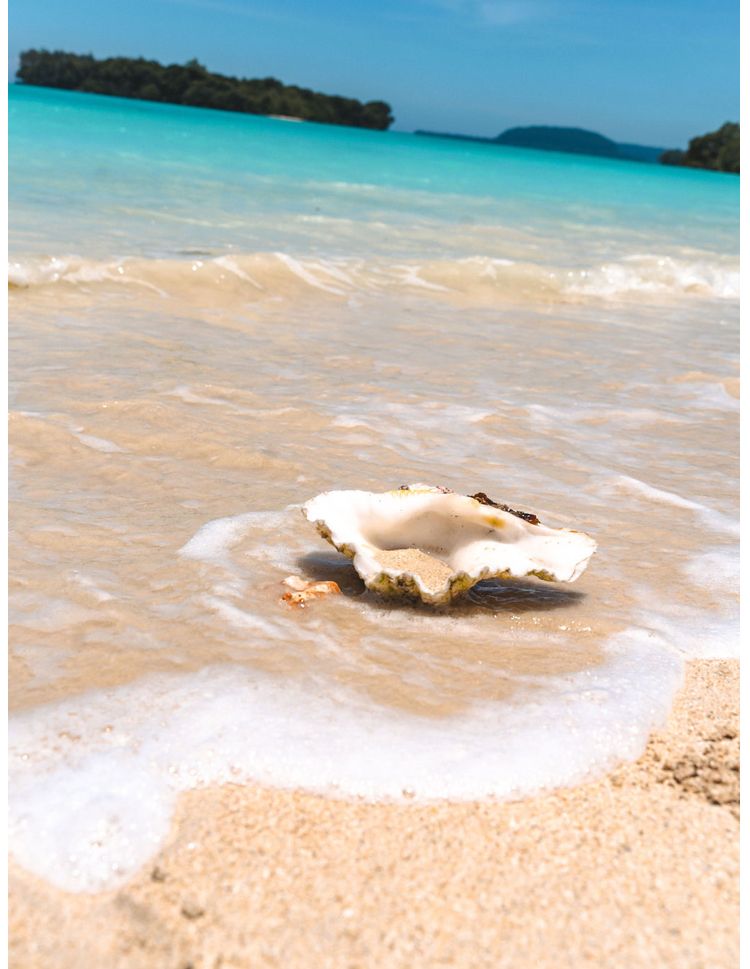 A sea shell is sitting on a sandy beach near the ocean