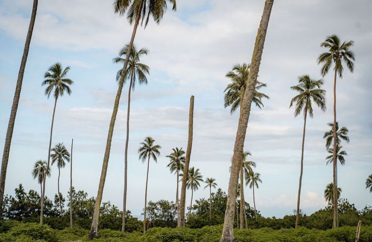 A row of palm trees against a cloudy sky