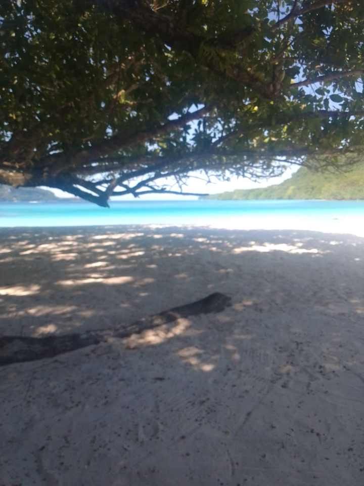 A beach with a tree in the foreground and the ocean in the background